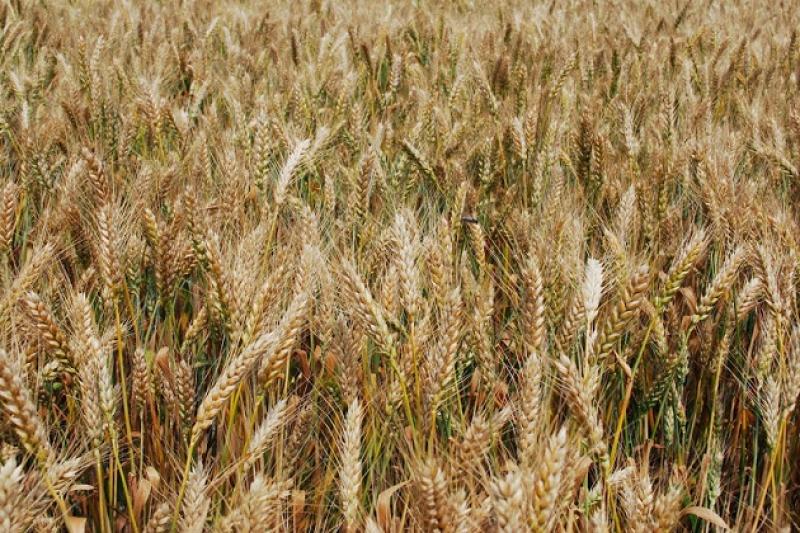Польські фермери побоюються неконтрольованого напливу зерна з України на польський ринок