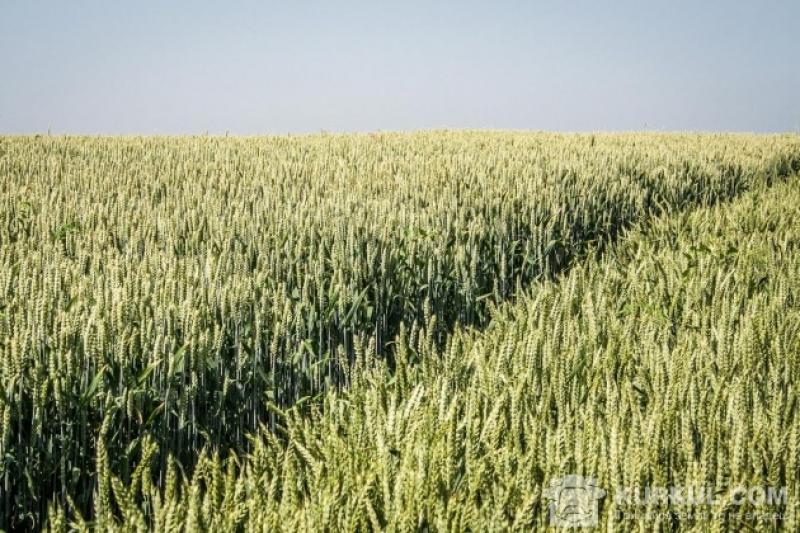 В Україні імовірним виглядає скороченняпосівних площ під основними зерновими культурами