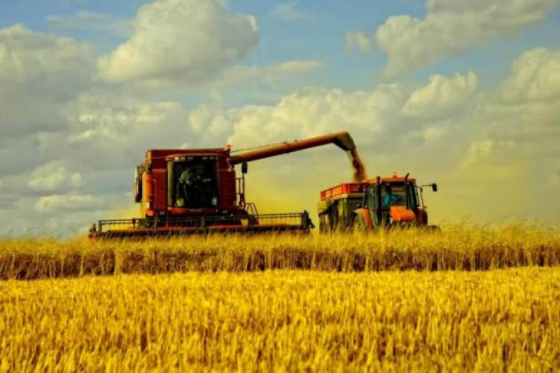 Наразі на Вінниччині зернові ранньої групи зібрано на 70% площ посівів