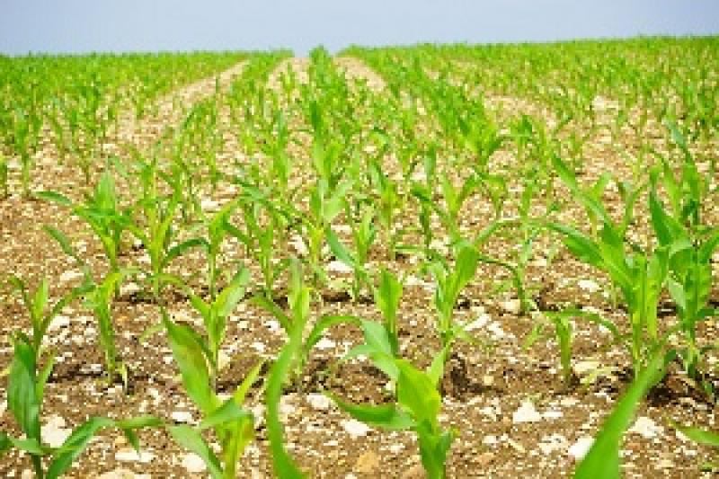 Скорочення ґрунтової вологи не загрожує українській кукурудзі
