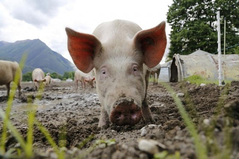 Через АЧС на Миколаївщині знищують свиней