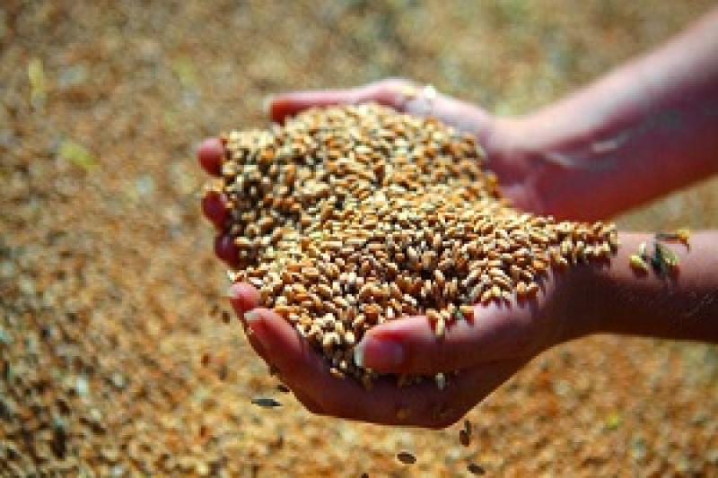 Молдова. Аграрії вимагають від держави підвищити закупівельні ціни на зерно