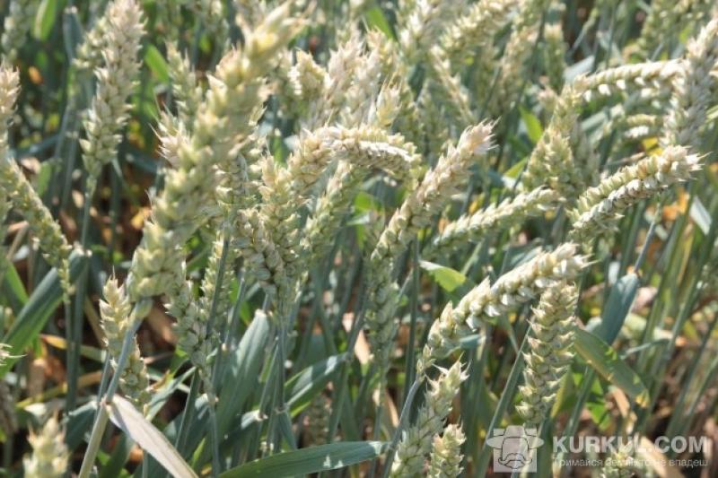 Якісні характеристики пшениці перевищують показники попереднього сезону