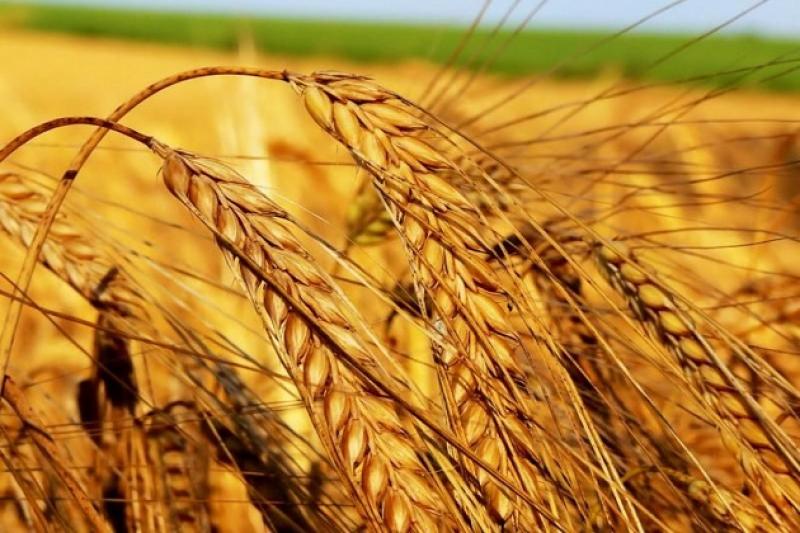 Господарства Запорізької області завершили жнива ранніх зернових