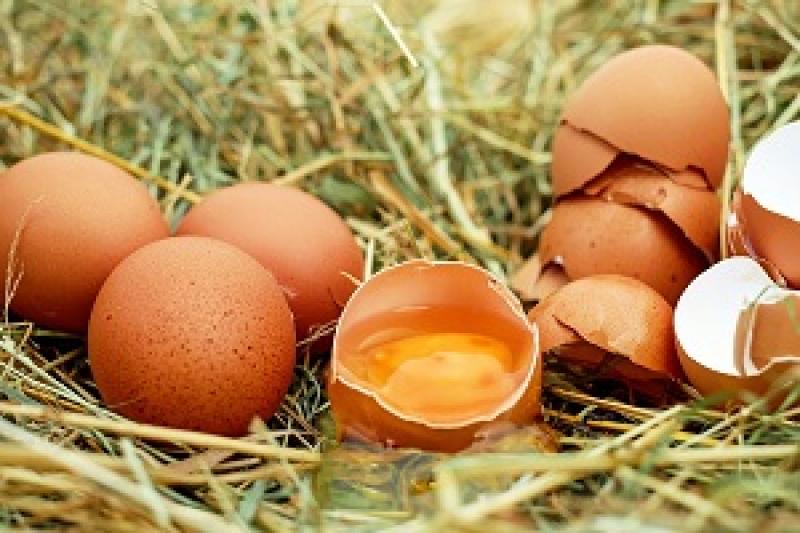 У вересні ціни на яйця злетять до 20 грн