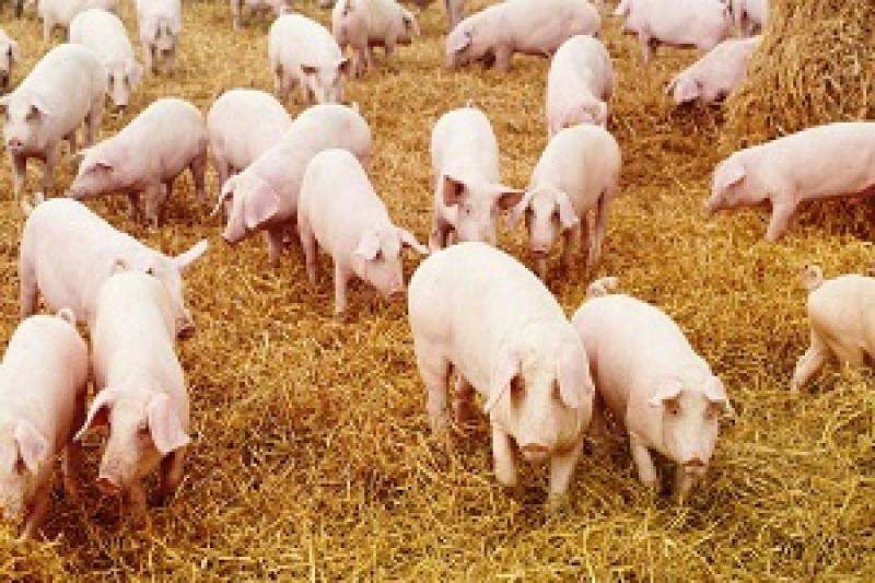 На Миколаївщини оголошено оголосити особливий режим утримання свиней