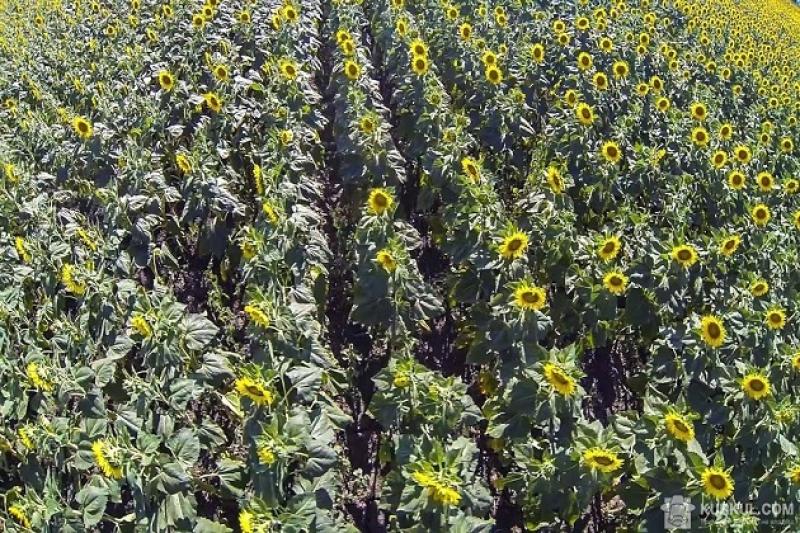 Посіви соняшника в Україні, як і раніше, недооцінені?