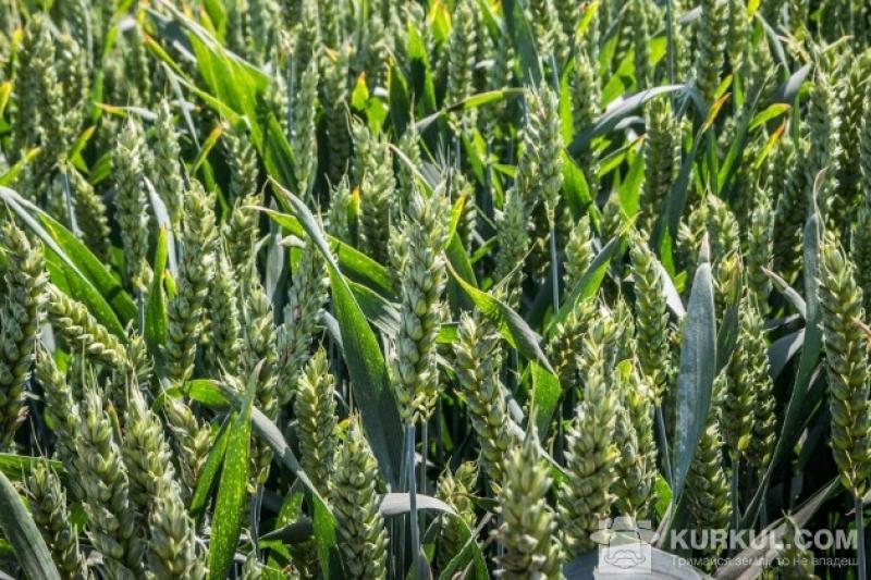 Прогноз урожаю зернових в Україні підвищений