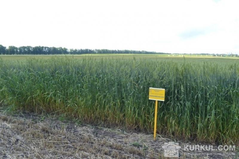 Урожайність ранніх зернових по Україні складає 39,4 ц/га
