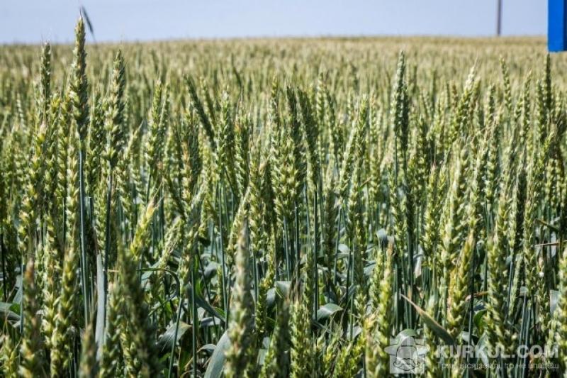 Україна очікує урожай зернових у розмірі 63 млн т