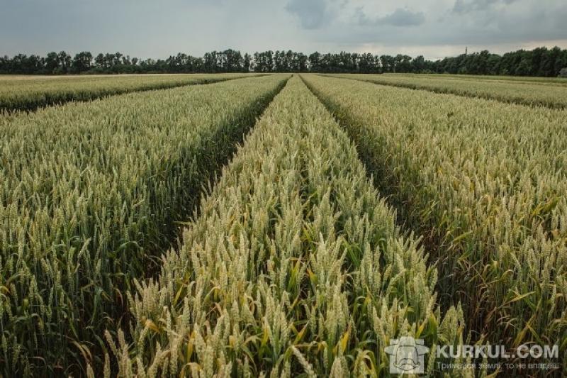 Місцеві фермери побоюються, що українське зерно дестабілізує ситуацію на ринку