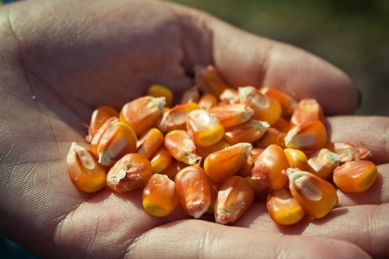 Українські аграрії розпочали збирання кукурудзи на зерно