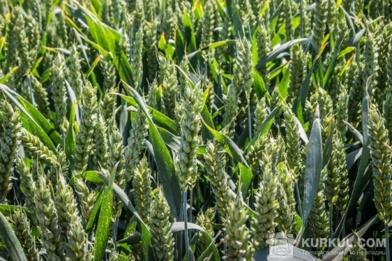 Пшениця подешевшала до мінімуму за десятиліття