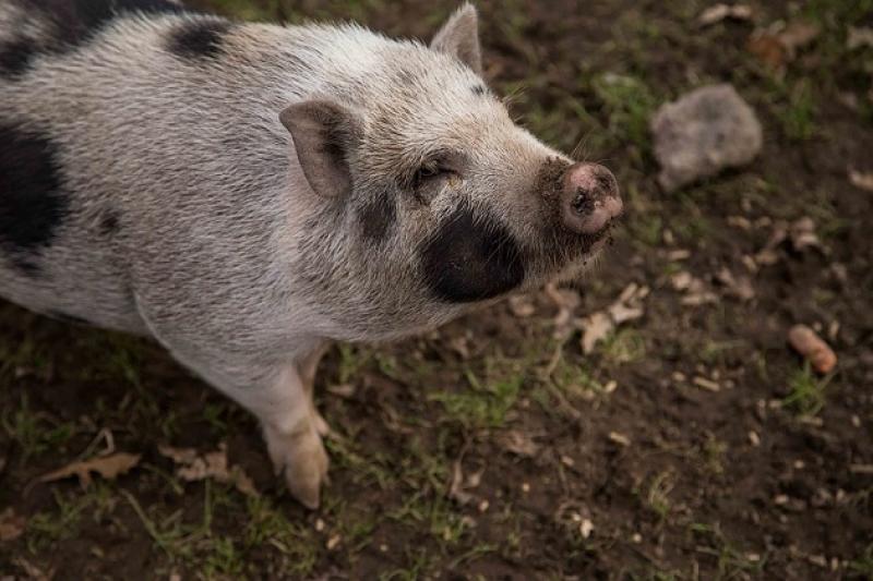 На Вінниччині у фермерському господарстві зареєстровано гибель свиней від АЧС