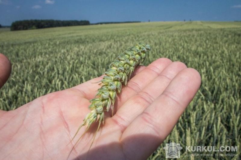 Прогноз врожаю зернових в ЄС знижений