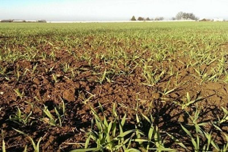 На Вінниччині підготовлено ґрунту під посів 86% до прогнозу озимих на зерно