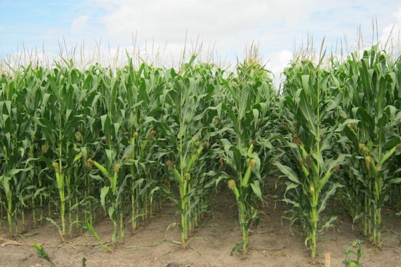 У Чернігівській області розпочало збирання кукурудзи на зерно