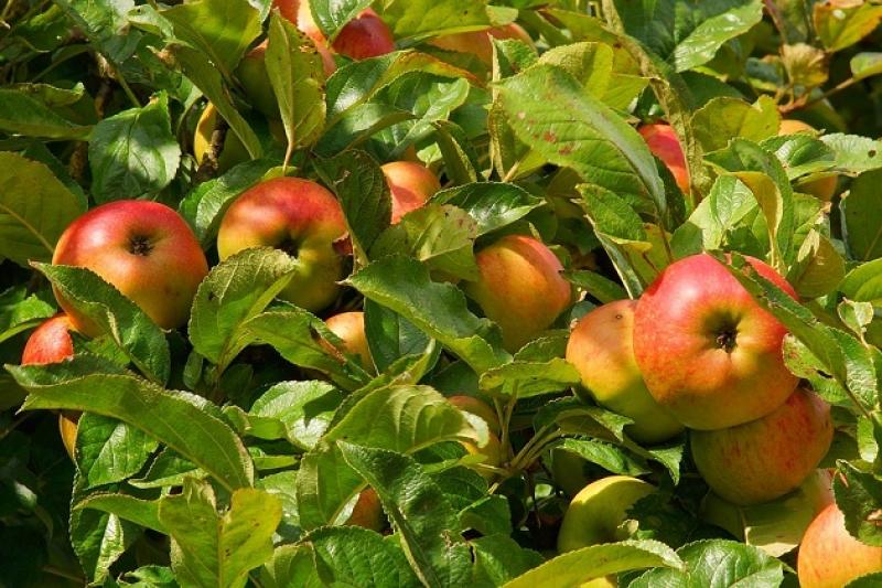 Ситуацю на агроринку України можна назвати яблучним проривом