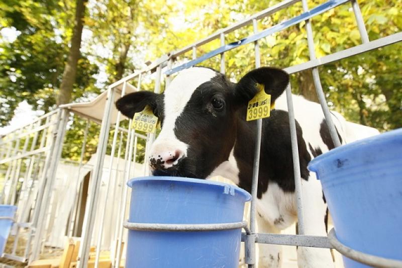Цьогорічний «Фестиваль молока» буде вже другим