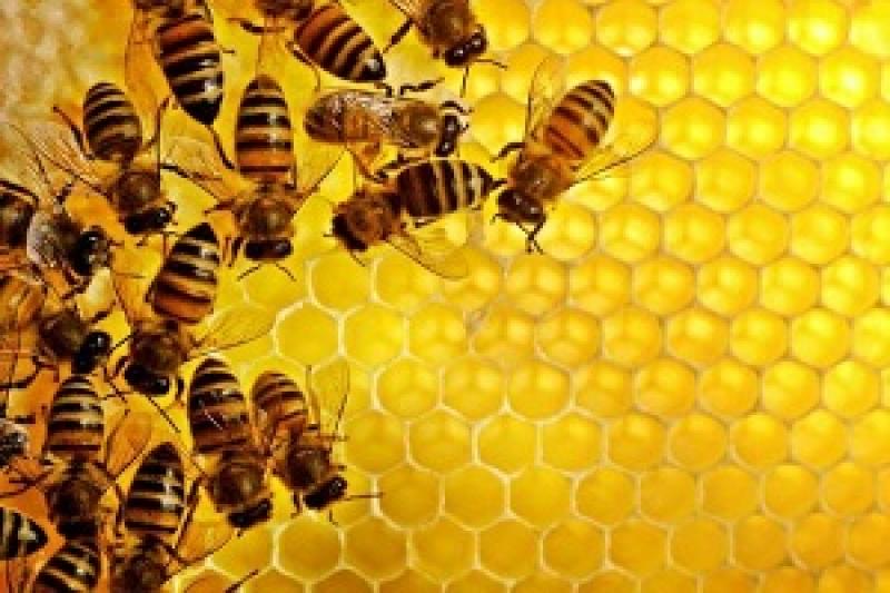У Південній Кароліні випадково знищили мільйони бджіл