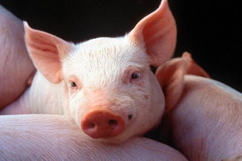 Як свиноферми можуть підвищити рівень безпеки щодо захворювання свиней на АЧС?
