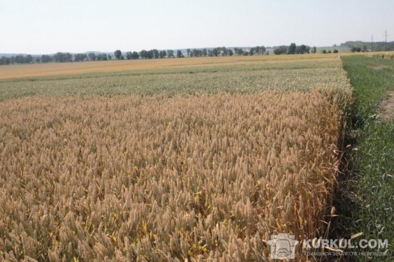 США наближаються до завершення збирання ярої пшениці