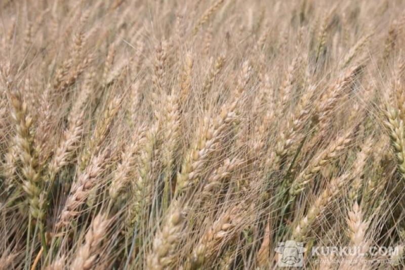 Білоруські вчені займаються створенням нових сортів пшениці