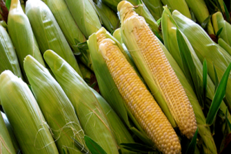 В Європі через посуху очікується низький урожай кукурудзи