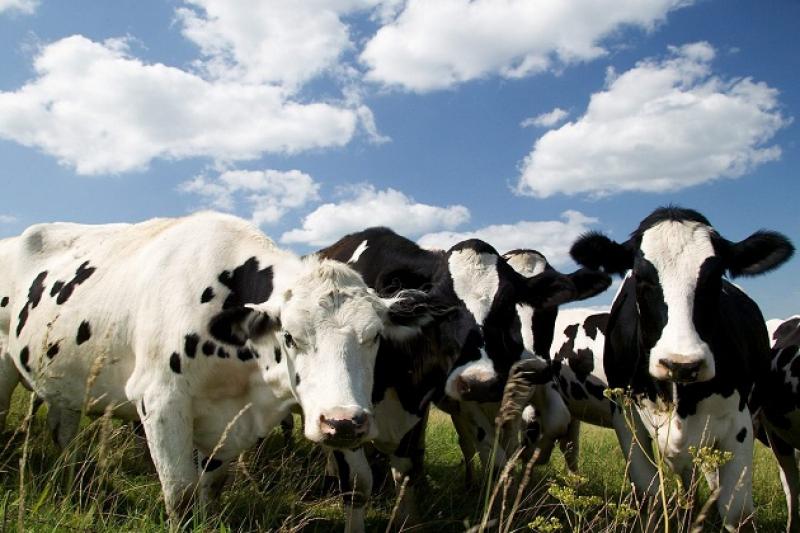  Україна може втратити 40-70% промислового стада у господарствах