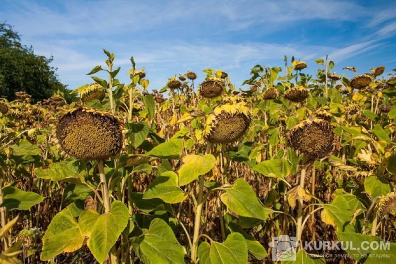 В Україні продовжується збирання соняшнику