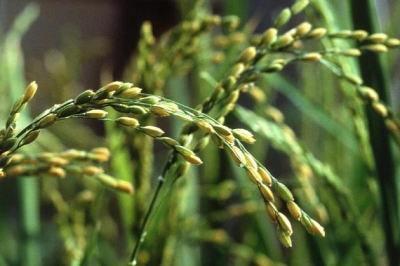 Маржинальність виробництва рису в Україні впала до 80%