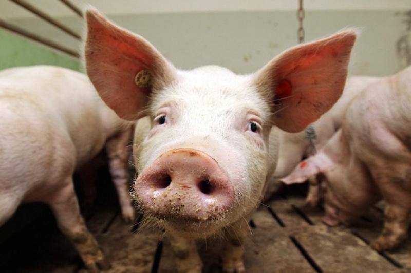 Незважаючи на епідемію АЧС в Польщі, фермери самостійно ховають мертвих свиней