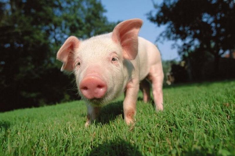 Поголів’я свиней на Житомирщині збільшилося майже на 11 тис.