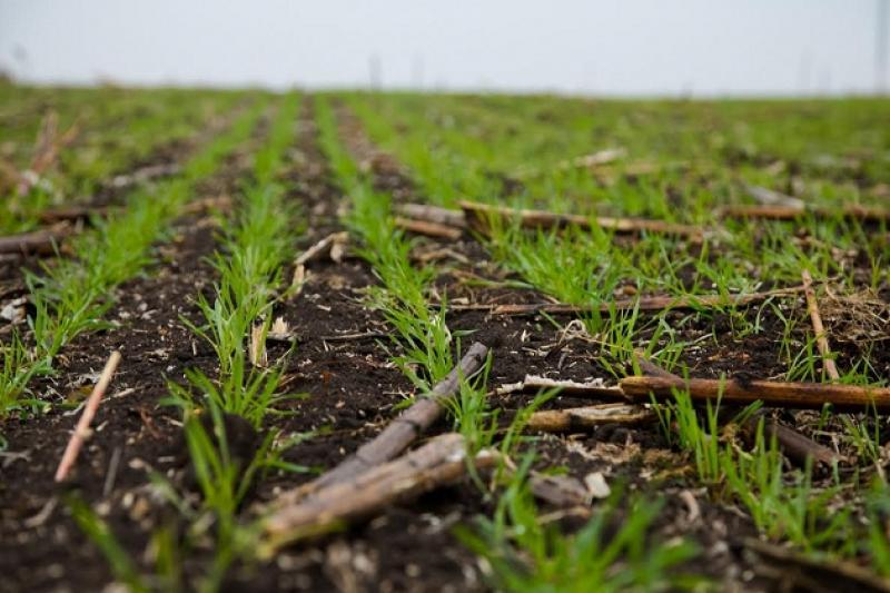 В Одеській області чимало аграріїв тільки приступають до посіву озимої пшениці