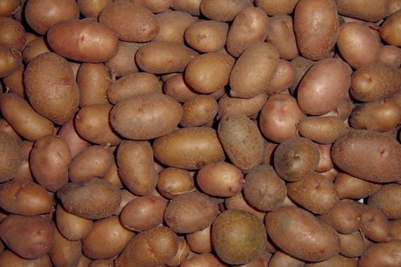 На ринку картоплі в Україні намітилася тенденція до зростання ціни