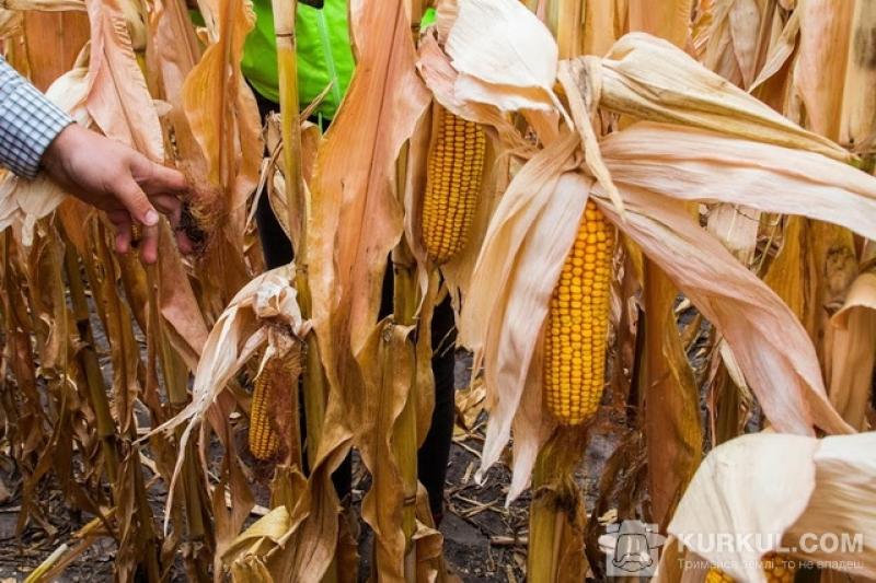 Початок тижня ознаменувався зниженням закупівельних цін на кукурудзу