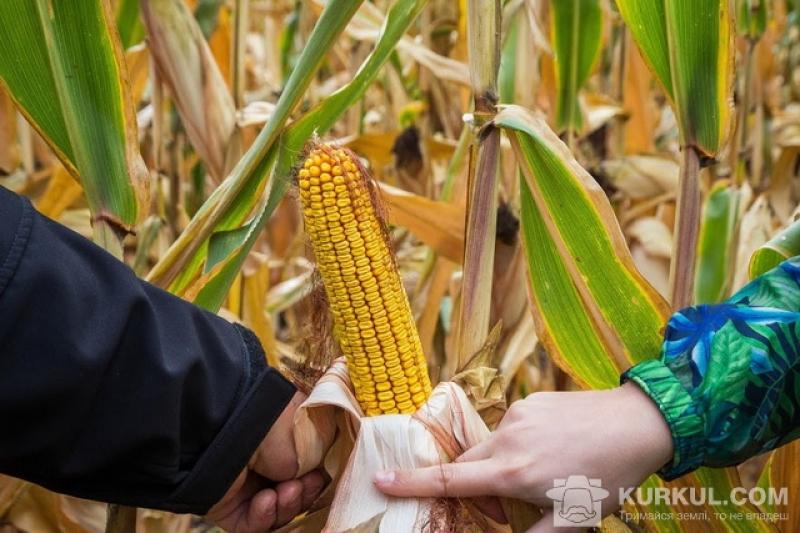 Валовий збір кукурудзи у Румунії у цьому році знизиться до 8,75 млн т