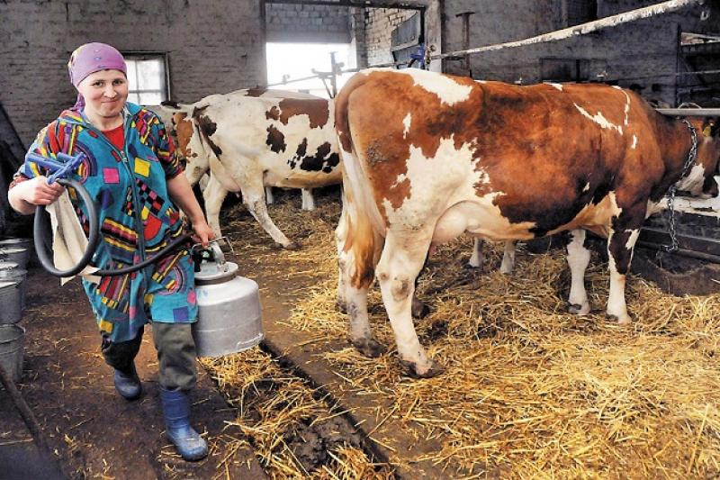 Виробникам молока на Сумщині заборгували 62 млн грн