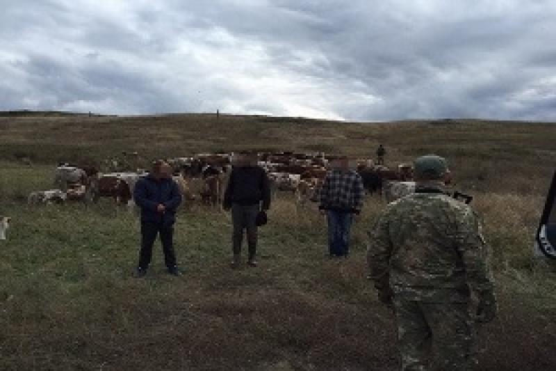 На Луганщині СБУ перекрила контрабандний канал переправлення худоби до РФ