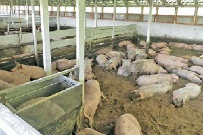 «Зелена брама» вирощує свиней за новою технологією