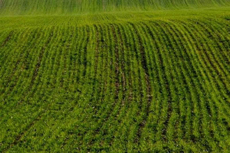 Американські фермери засіяли озимою пшеницею 43% від запланованої площі