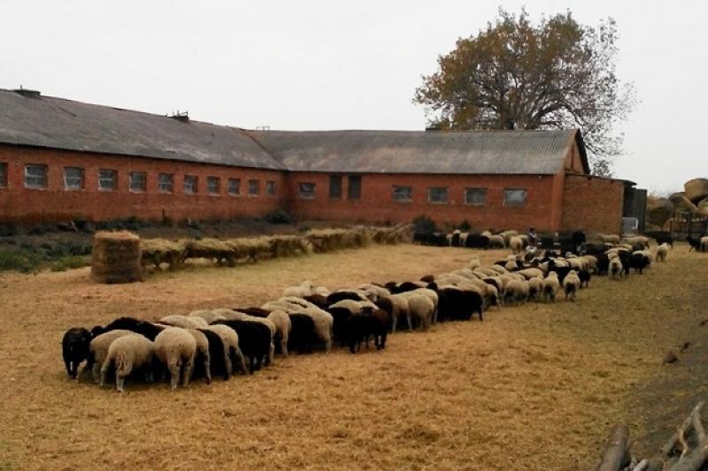 Господарство на Сумщини планує активно розвивати напрямок вівчарства 