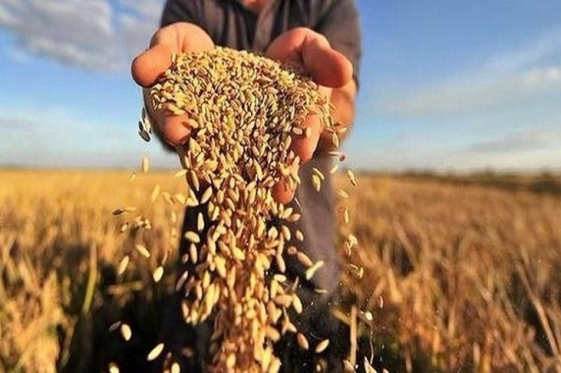 Аграрії Черкаської області обмолотили зернові на площі 405,9 тис. га