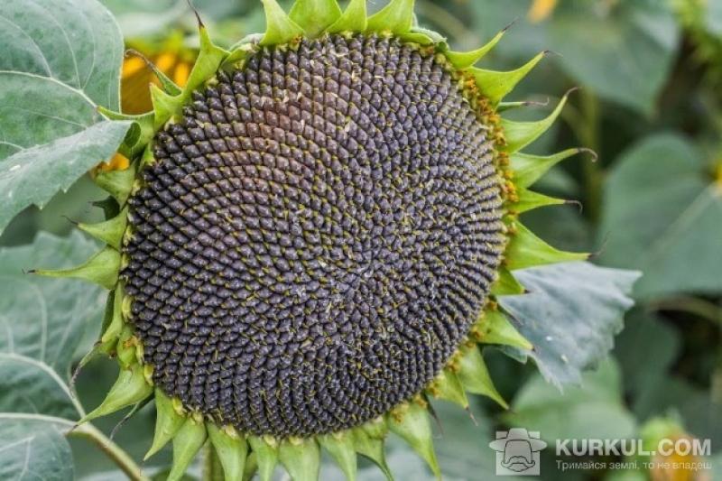 В Україні виробництво насіння соняшника може сягнути 13,75 млн т