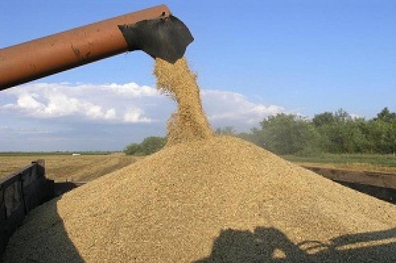 Прогнозовані обсяги світового виробництва зернових було збільшено ще на 3 млн т