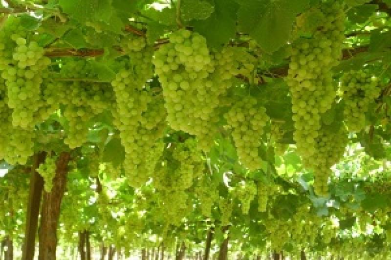 Урожай винограду в Україні складе більше 400 тис. т