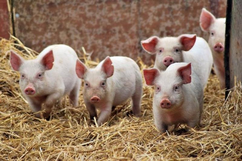В одному з господарств під загрозою опинилися 2 тис. свиней