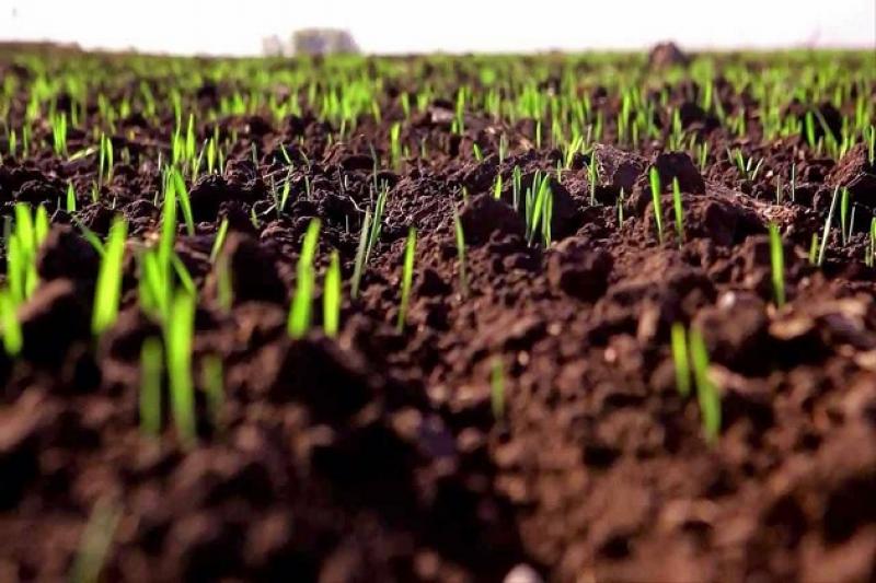 Через погодні умови на полях області затримується проростання зерна