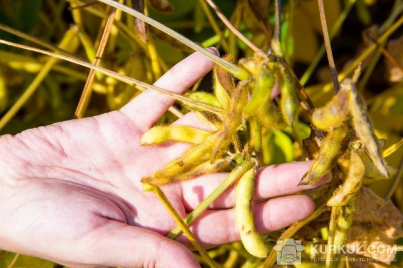 Оцінка врожайності сої в Україні була підвищена