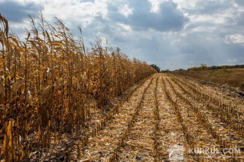 Темпи збирання кукурудзи найнижчі за останні кілька років